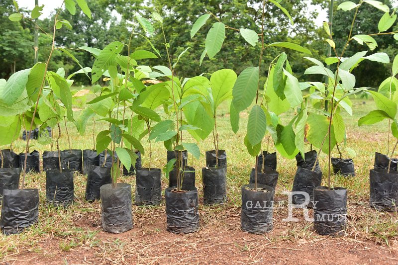 20210526-Tree planting dayt-103.JPG